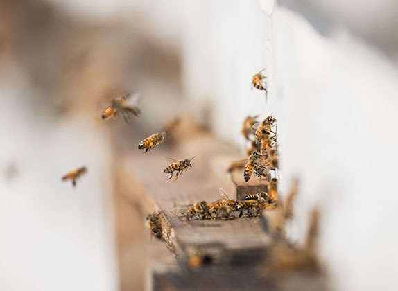 Bees - Washington Apple Growers