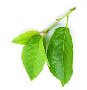 Apple Branch - Washington Fruit Growers