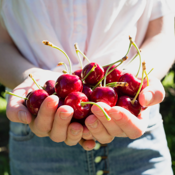 Our Company - Washington Cherry Growers