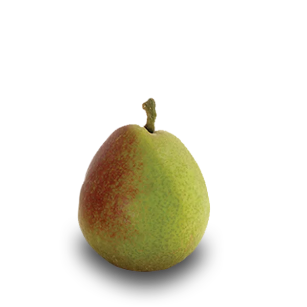 Seckel pear
