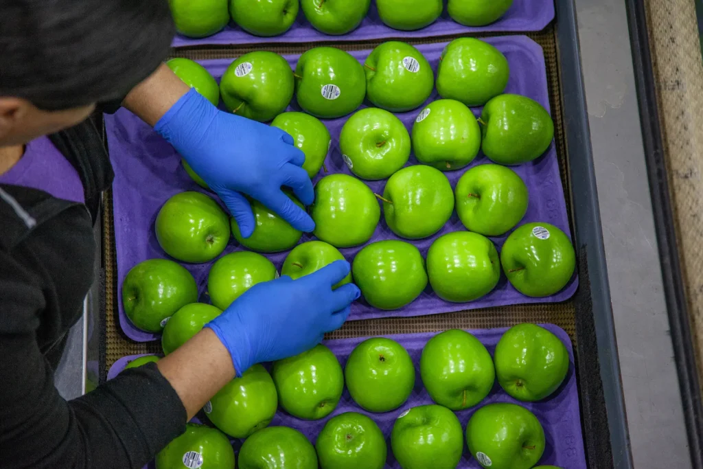 Woman sorting apples